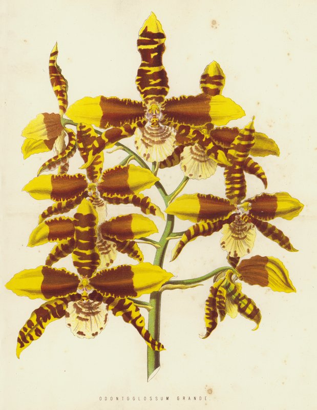 Odontoglossum Grande 作者 英语学校