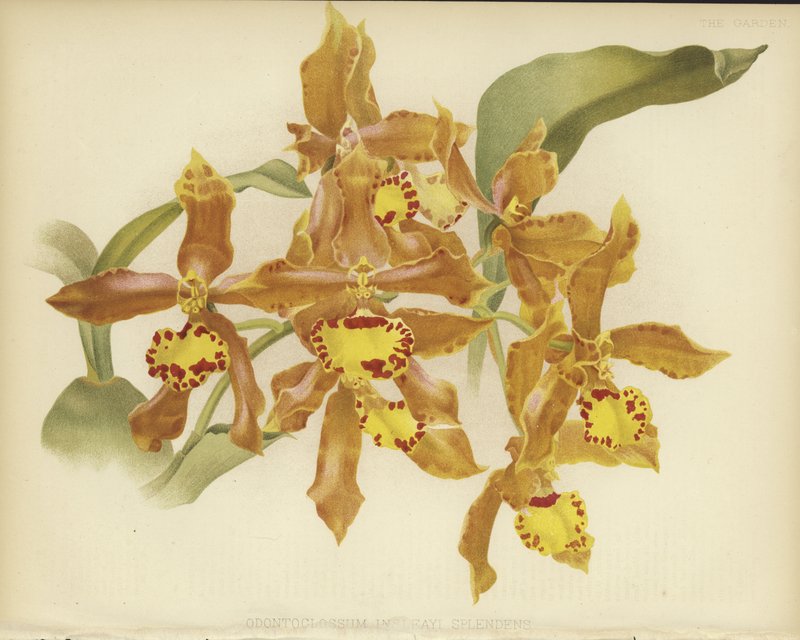 Odontoglossum insleayi splendens 作者 英语学校