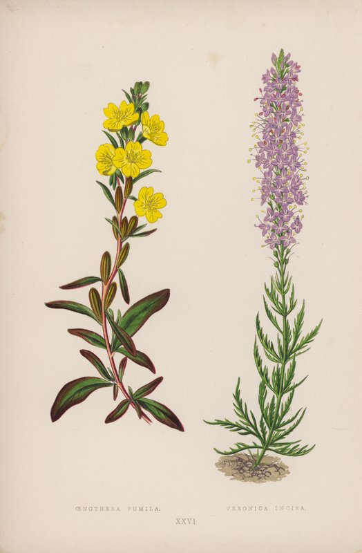 Oenothera Pumila；Veronica Incisa（彩色石版画） 作者 英语学校