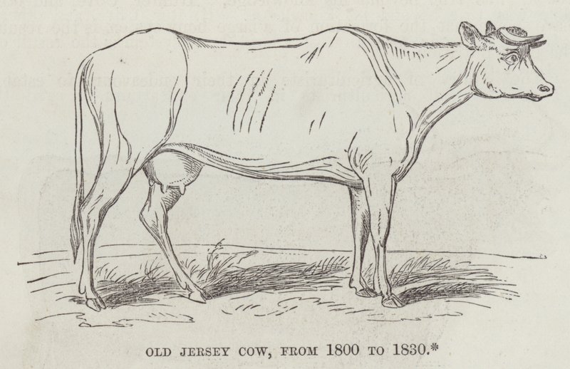 Old Jersey cow, from 1800 to 1830 (engraving) 作者 英语学校