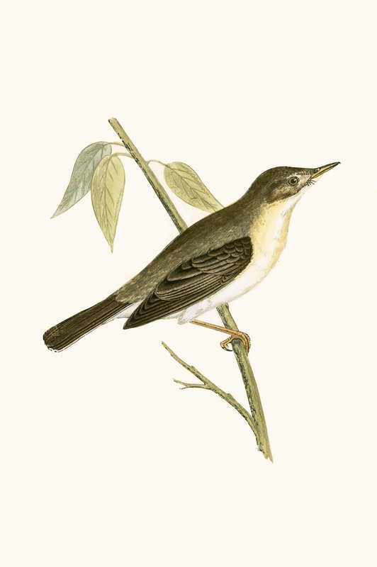 Olivaceous Warbler，查尔斯·罗伯特·布里（1811-86）于1867年出版的“不列颠群岛未观察到的欧洲鸟类历史”中的插图 作者 英语学校
