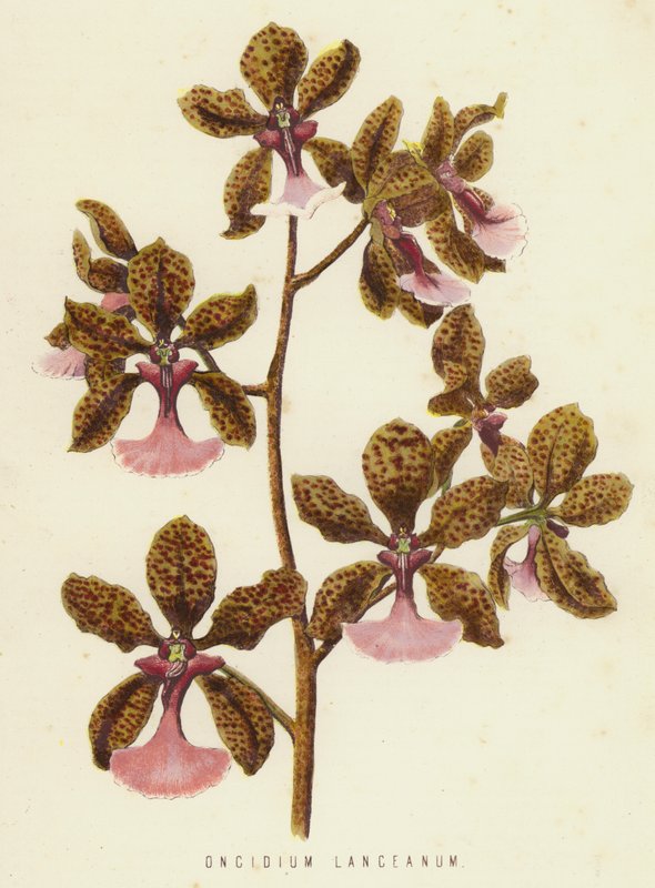 Oncidium Lanceanum（色石） 作者 英语学校