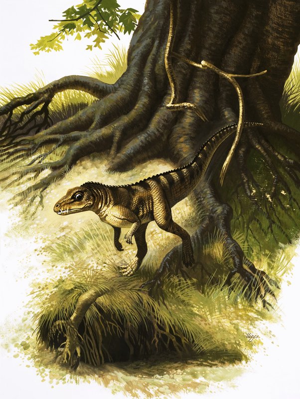 Onithosuchus 作者 英语学校