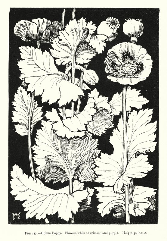 罂粟花; 花白色至深红色和紫色； 高度 30 英寸（雕刻） 作者 英语学校