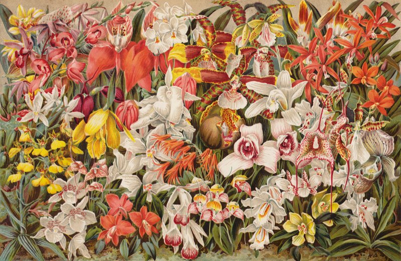 兰屋（chromolitho） 作者 英语学校