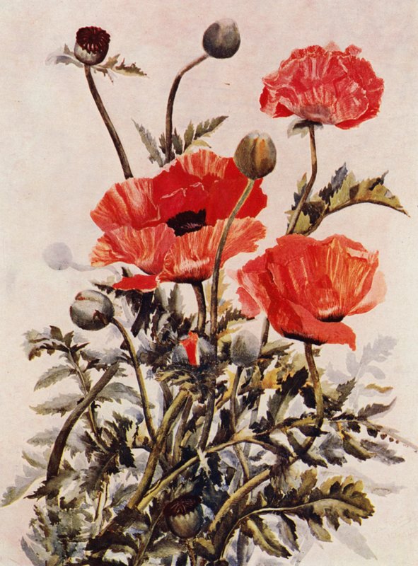 东方罂粟花（彩色石版画） 作者 英语学校
