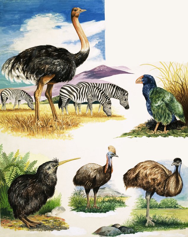 鸵鸟，猕猴桃，Cassowary，Emu和Takahe 作者 英语学校