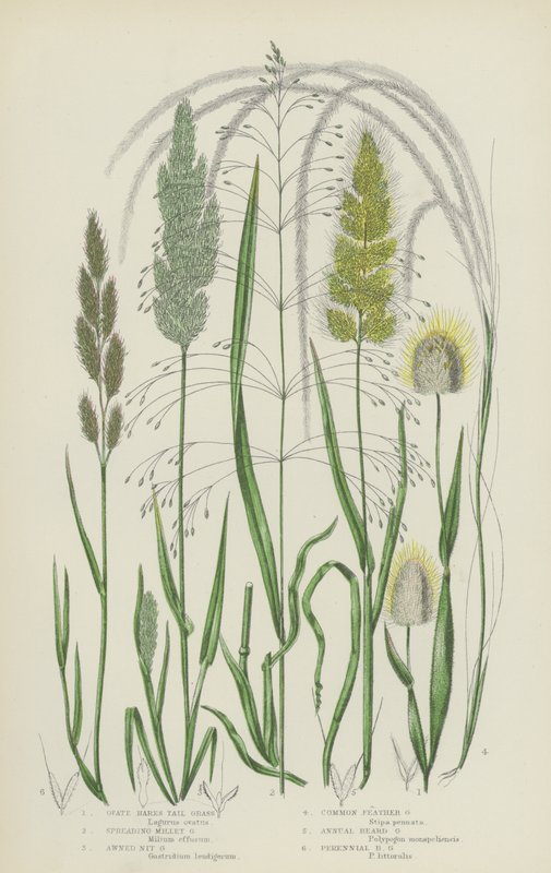 卵形兔尾草、蔓生小米草、芒硝草、普通羽毛草（彩色石版画） 作者 英语学校
