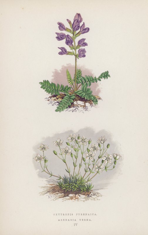 Oxytropis Pyrenaica; Arenaria Verna (color litho) 作者 英语学校
