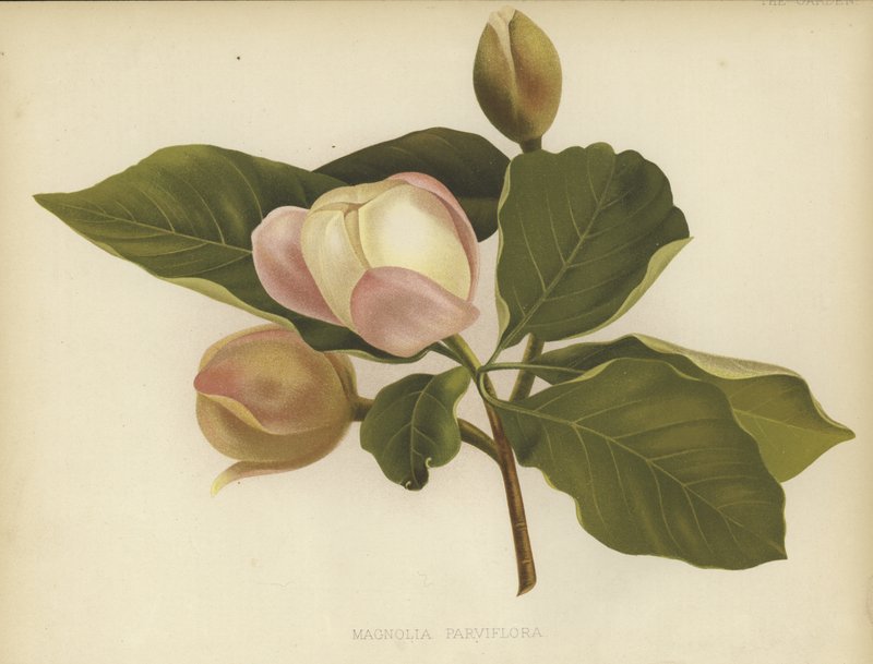 Oyama Magnolia 作者 英语学校