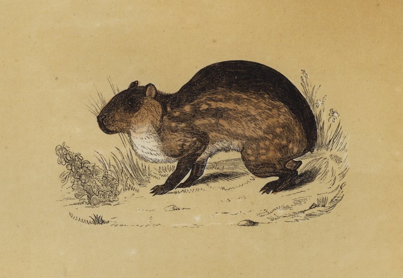 Paca（彩色石版画） 作者 英语学校