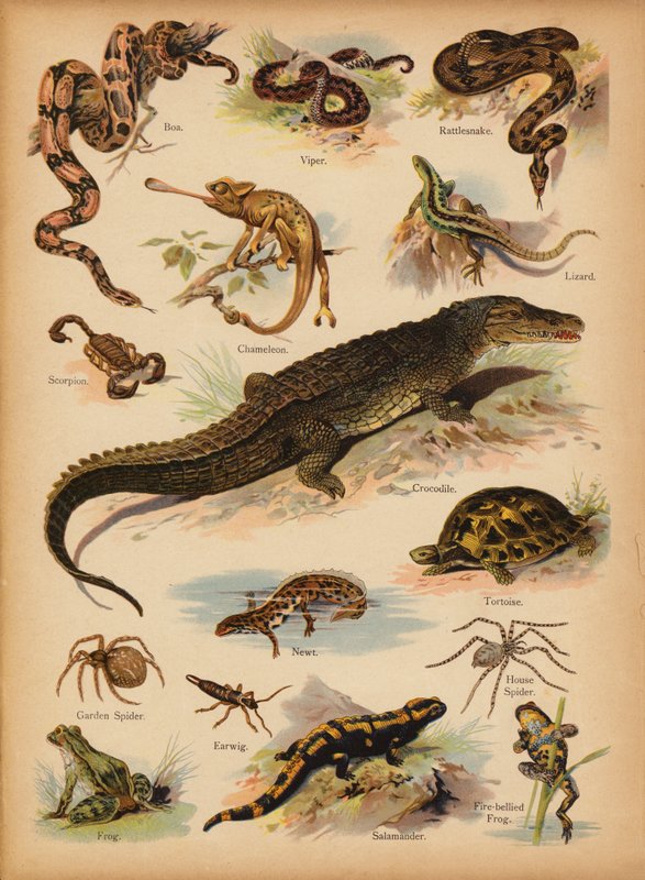 约 1900 年《民间小图画自然史》中的一页（彩虹彩画） 作者 英语学校