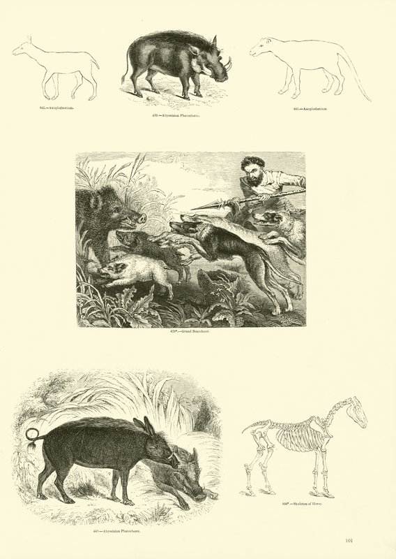 来自动画自然画报博物馆的页面 作者 英语学校
