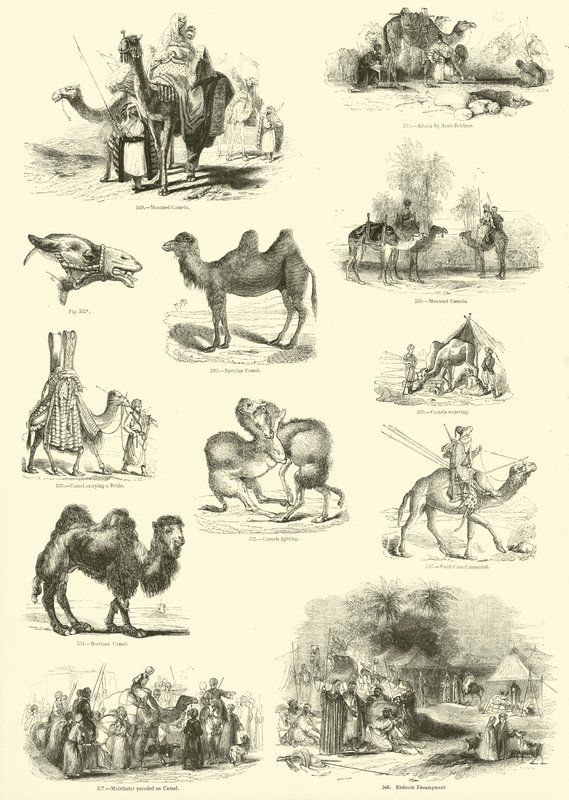 来自动画自然画报博物馆的页面 作者 英语学校