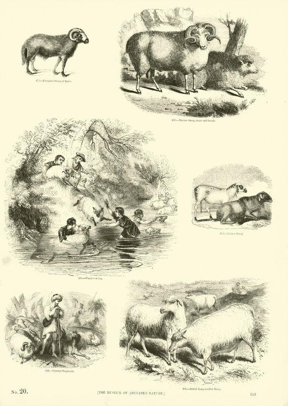 来自动画自然画报博物馆的页面 作者 英语学校