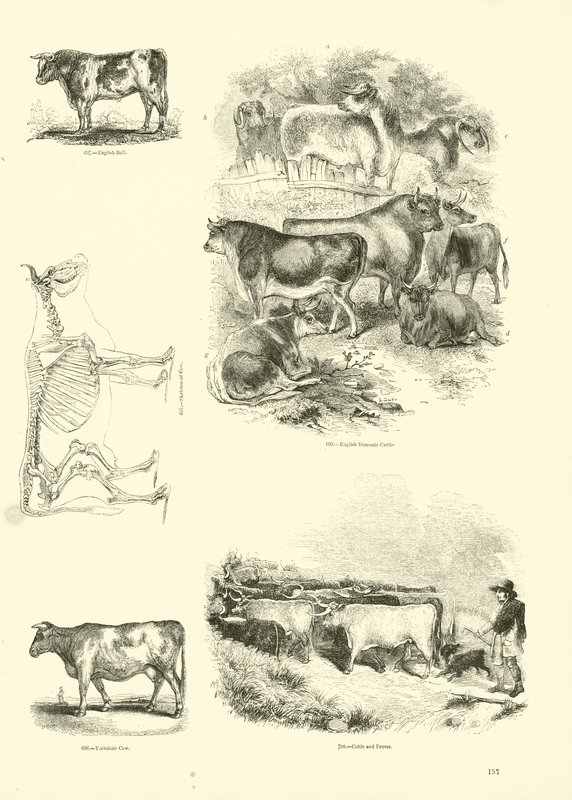 来自动画自然画报博物馆的页面 作者 英语学校