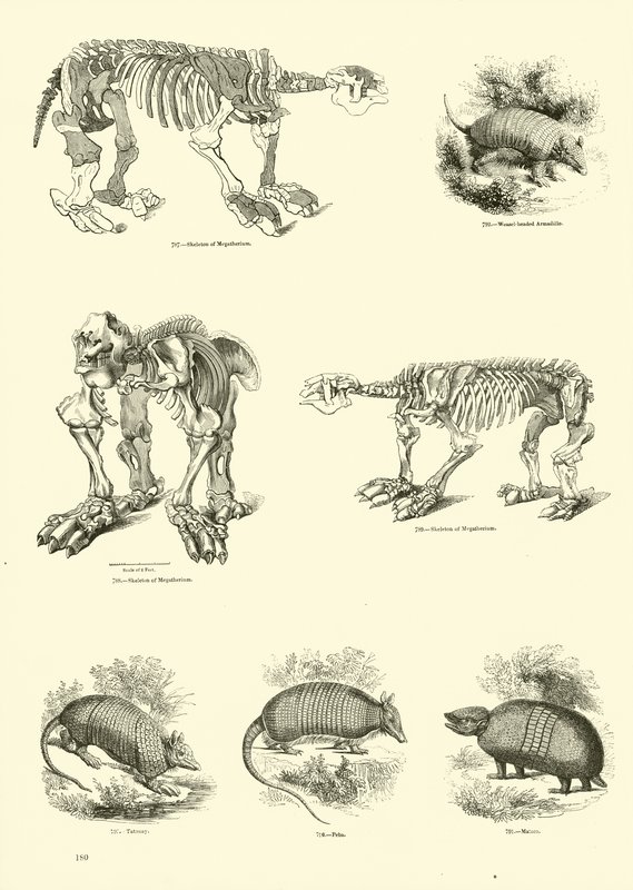 来自动画自然画报博物馆的页面 作者 英语学校