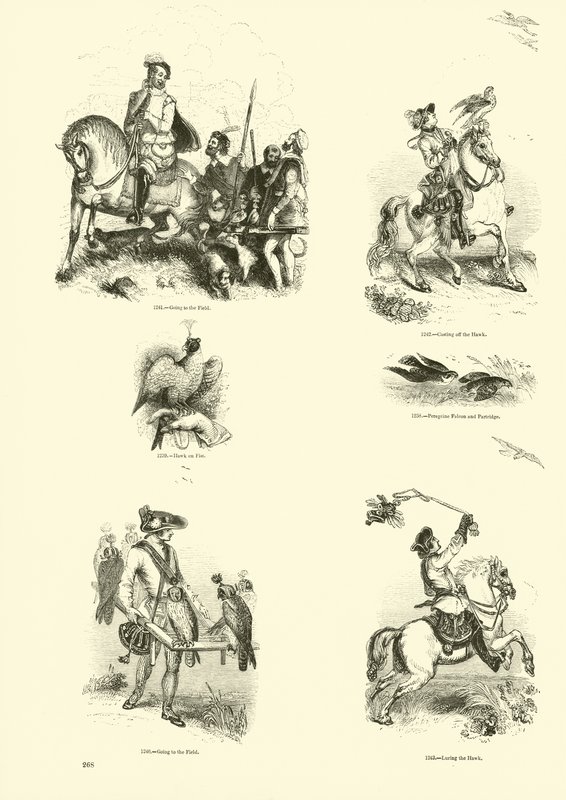来自动画自然画报博物馆的页面 作者 英语学校