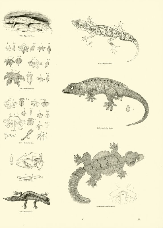 来自动画自然画报博物馆的页面 作者 英语学校