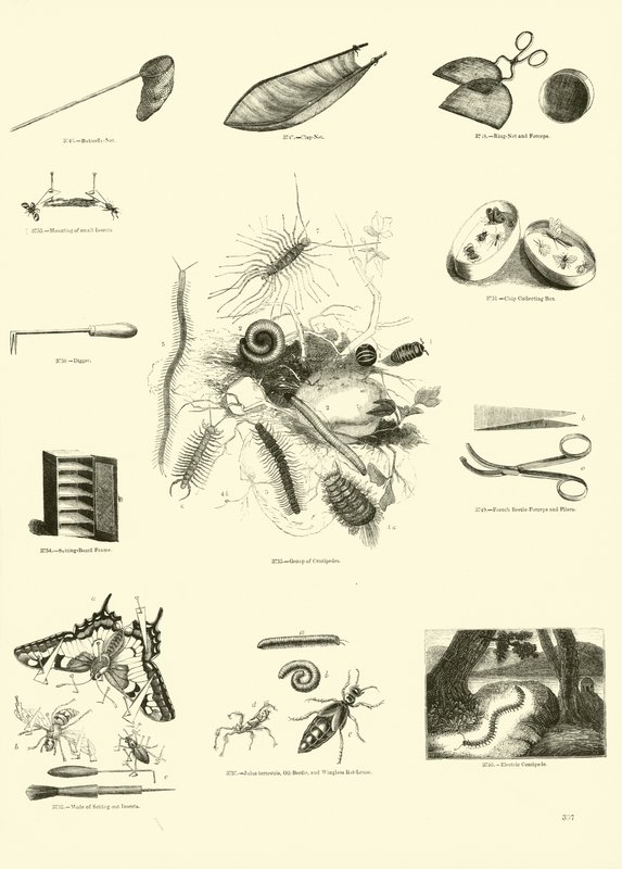 来自动画自然画报博物馆的页面 作者 英语学校