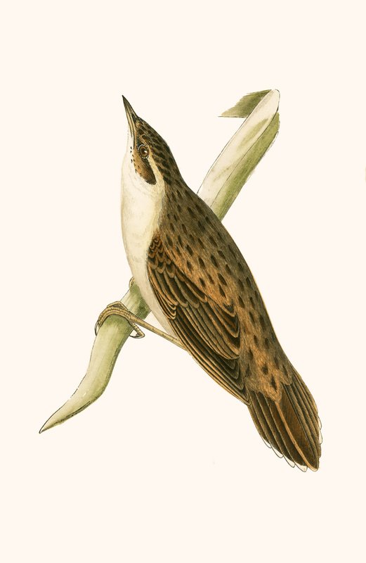 Pallas的Locustelle，来自查尔斯·罗伯特·布里（1811-86）的“不列颠群岛未观察到的欧洲鸟类历史”，1867年出版 作者 英语学校