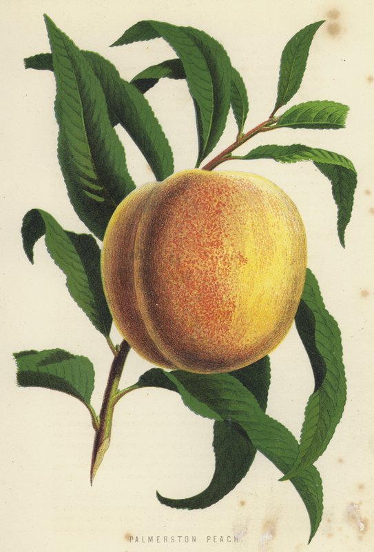 Palmerston Peach 作者 英语学校