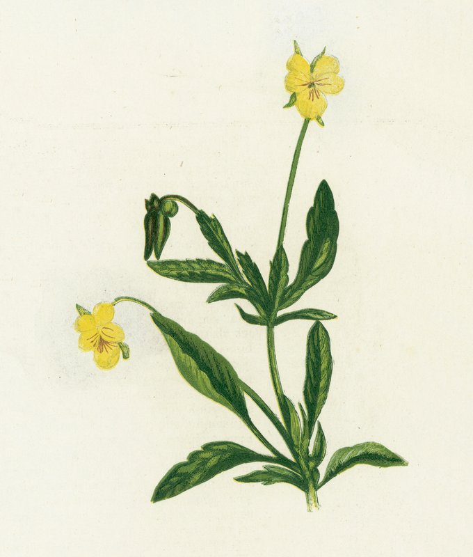 Pansy，或Heartsease，Viola Tricolor 作者 英语学校