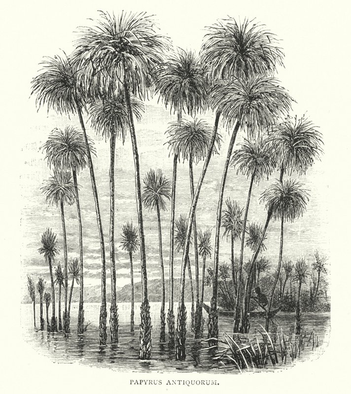 古代纸莎草（雕刻） 作者 英语学校
