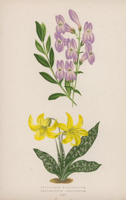 Pentstemon Crassifolium；Erythronium Americanum（彩色石版画） 作者 英语学校