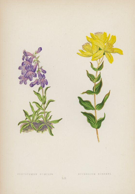 Pentstemon Humilis; Hypericum Burseri（彩色石版画） 作者 英语学校