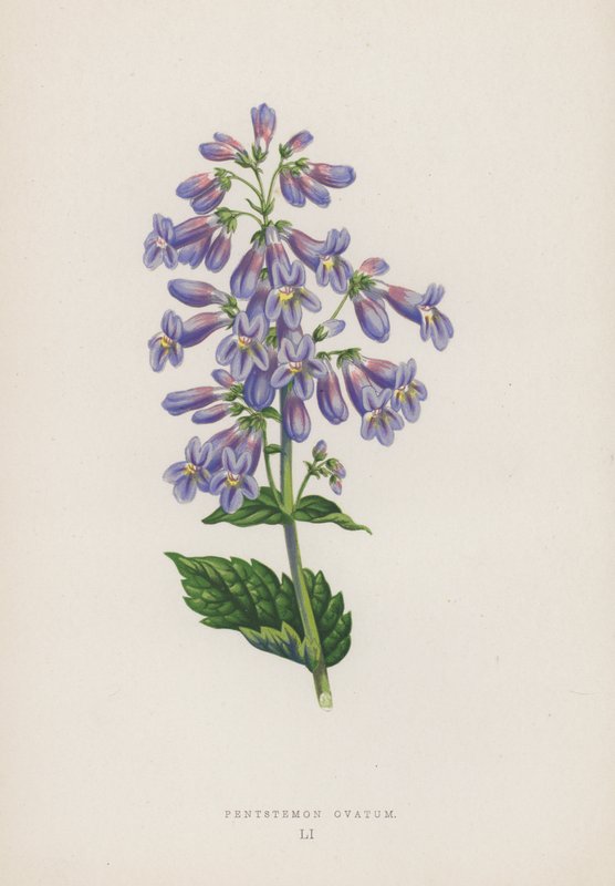 Pentstemon Ovatum（彩色平版） 作者 英语学校