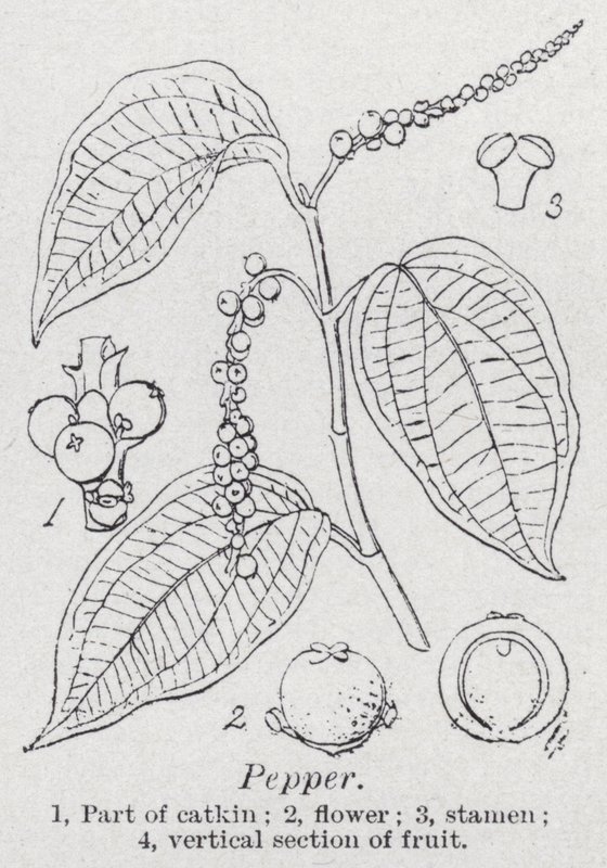 胡椒粉（平版 作者 英语学校