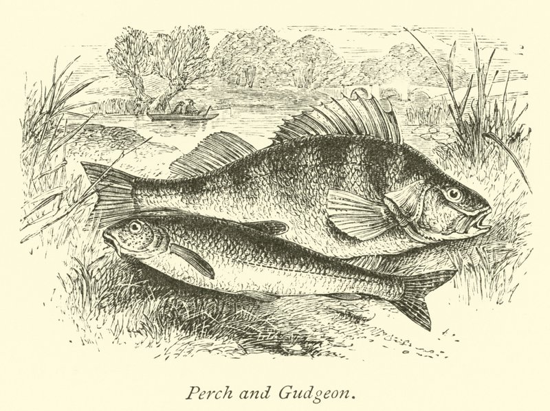 鲈鱼和Gudgeon 作者 英语学校