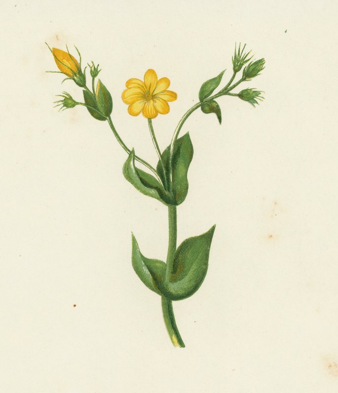Perfoliate Yellow Wort，Chlora Perfoliata（彩色石版画） 作者 英语学校