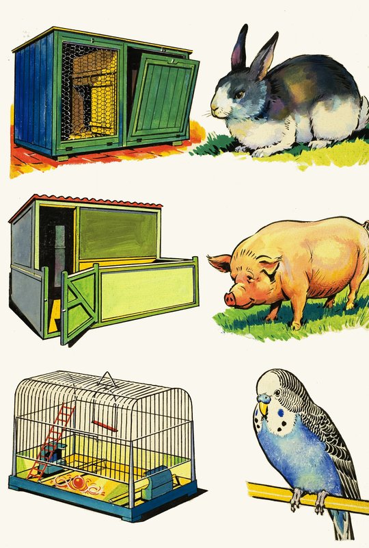 宠物和家园：兔子，猪和虎皮鹦鹉 作者 英语学校