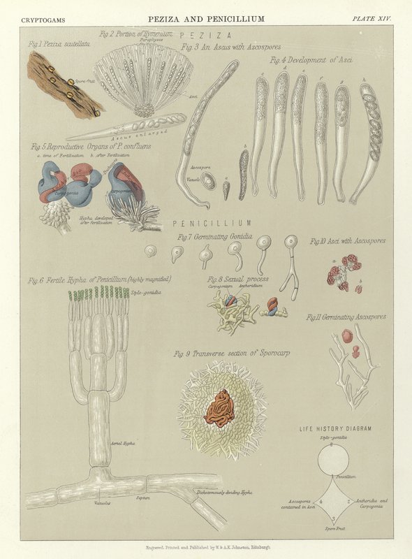 Peziza和Penicillium 作者 英语学校