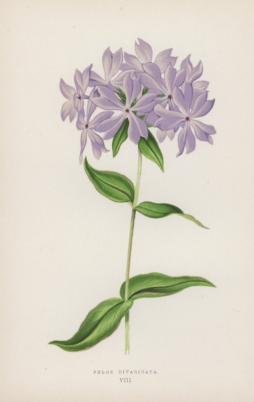 Phlox Divaricata（彩色平版） 作者 英语学校