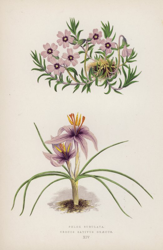Phlox Subulata；Crocus Sativus Graecus（彩色石版画） 作者 英语学校