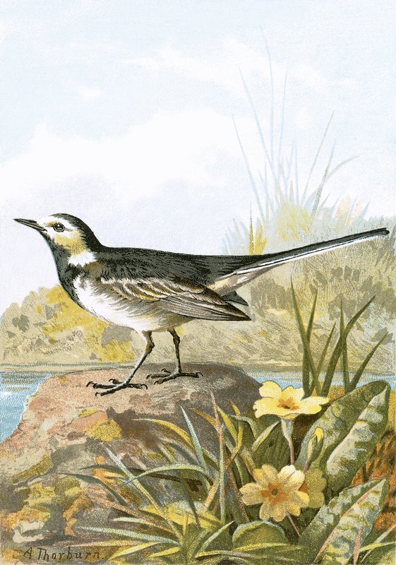 Pied Wagtail 作者 英语学校