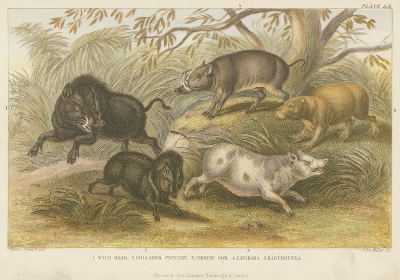Pigs (coloured engraving) 作者 英语学校