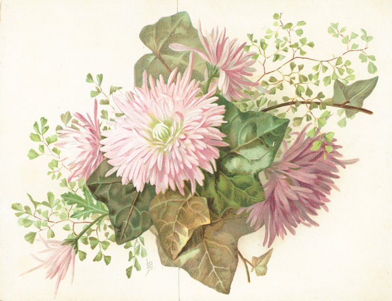 粉红色的花朵（大丽花），卡 作者 英语学校