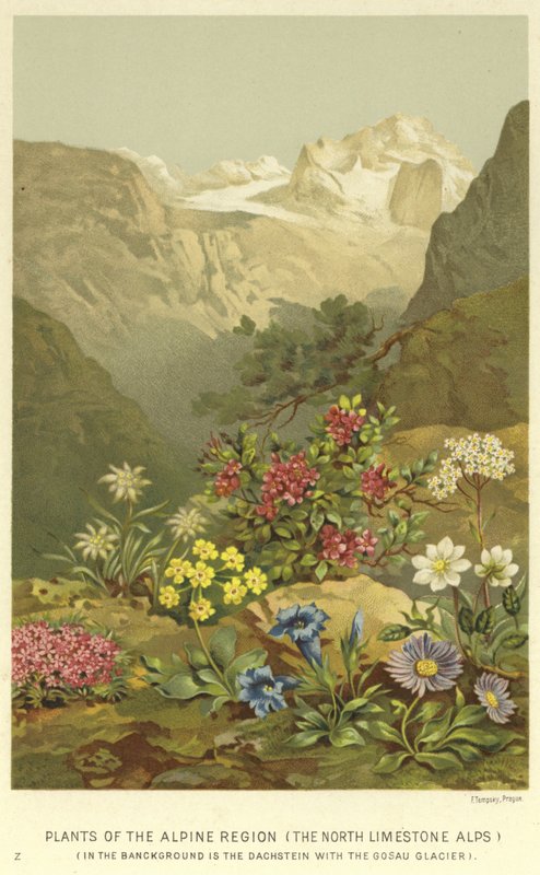 高山地区的植物，北石灰石阿尔卑斯山 作者 英语学校