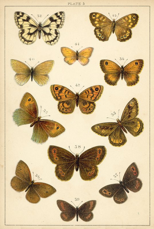 我们国家的蝴蝶和飞蛾的盘子（chromolitho） 作者 英语学校