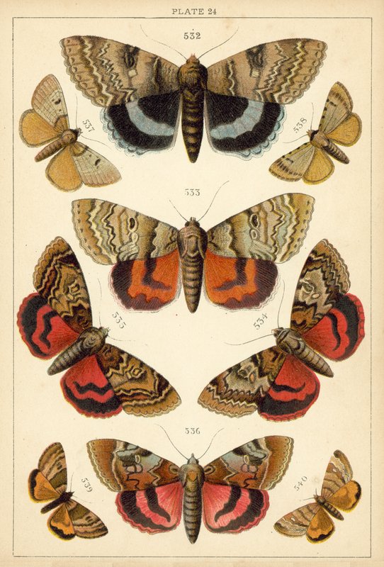 我们国家的蝴蝶和飞蛾的盘子（chromolitho） 作者 英语学校