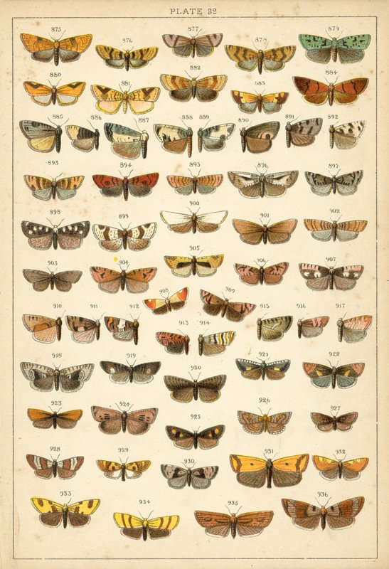 我们国家的蝴蝶和飞蛾的盘子（chromolitho） 作者 英语学校