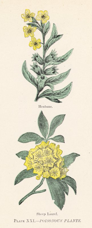 有毒植物（彩色印刷品） 作者 英语学校