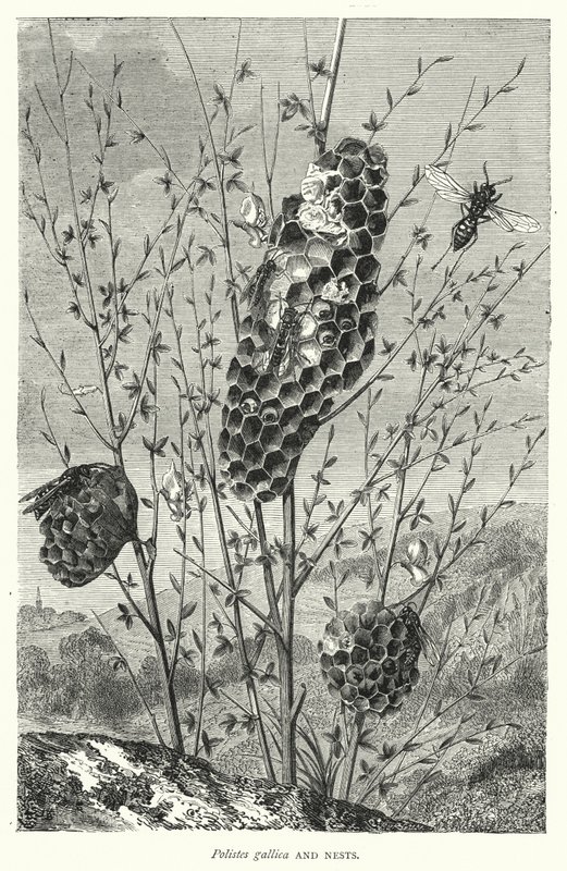 Polistes gallica 和鸟巢（雕刻） 作者 英语学校