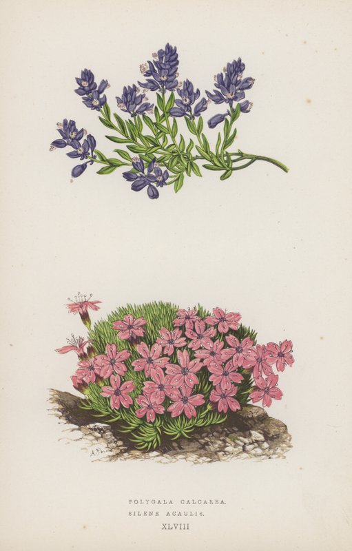远志；茜草（彩色石版画） 作者 英语学校