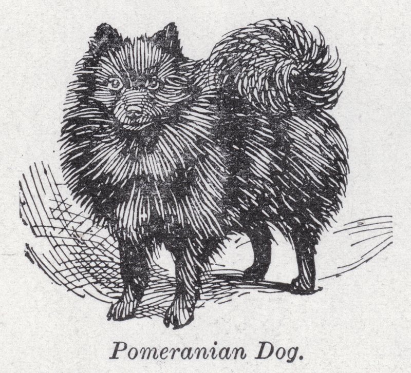 博美犬（石版画） 作者 英语学校