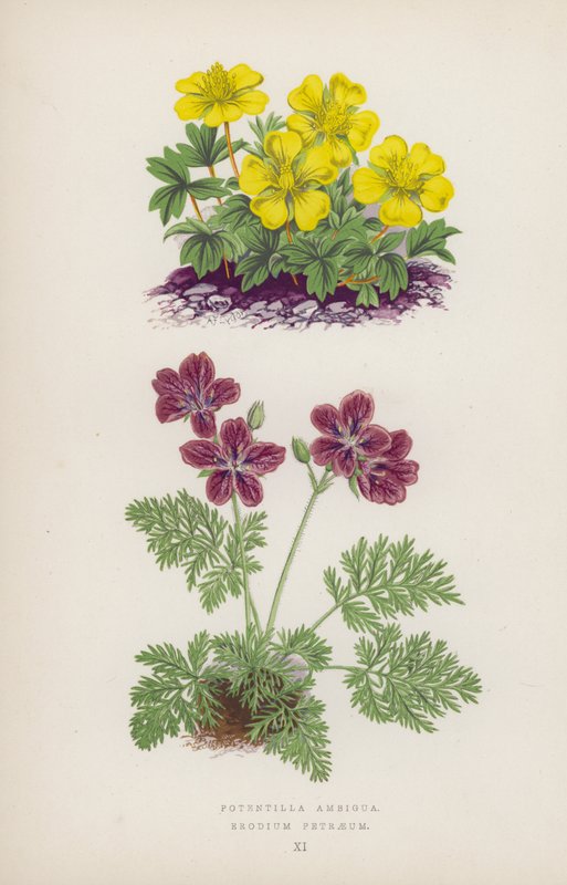 潜力不明确； 彼得雷乌斯雏菊（彩色石版画） 作者 英语学校